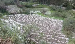 Huancavelica: cientos de agricultores pierden sus cultivos tras fuerte granizada