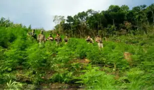 Autoridades incineran 100 mil plantones de marihuana  en  Ayacucho