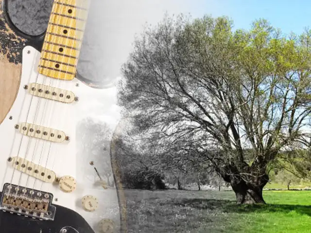 Cambio climático: la madera para guitarras se extingue