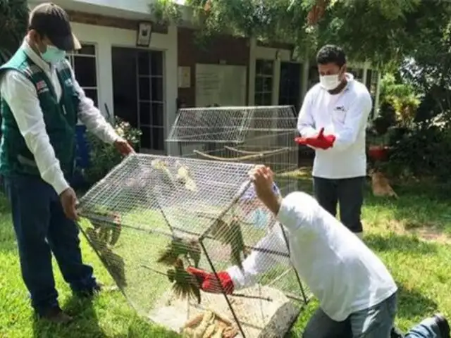 Piura: Serfor y PNP rescataron a aves encerradas en pequeña jaula