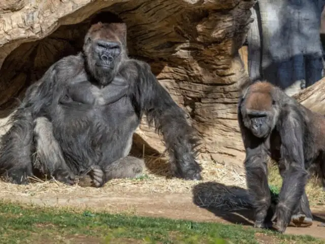 EE.UU: Dos gorilas del zoológico de San Diego dan positivo al covid-19