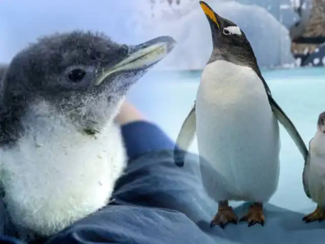 Conozca al primer pingüino antártico nacido en cautiverio en México