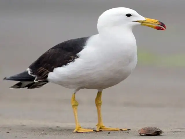 Hallan más de 70 gaviotas muertas en playas de Huacho y Pisco