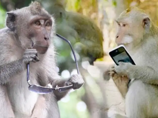 Estudio revela que monos ladrones de Bali aprendieron a identificar artículos de valor
