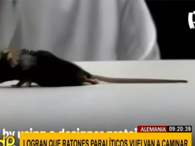 Alemania: científicos logran que ratones paralíticos vuelvan a caminar