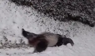 EEUU: pandas dan tierno espectáculo en la nieve