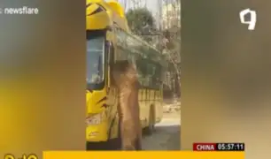 China: oso 'baila' para pedir comida a ocupantes de bus