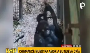 Australia: mamá chimpancé conmueve al protagonizar tiernas escenas con su cría