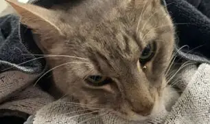 Derrumbe en Miami: hallan vivo a gato que permaneció 16 días bajo los escombros