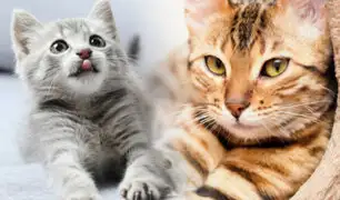 Día Internacional del Gato: ¿Por qué se le celebra a estos felinos tres veces al año?