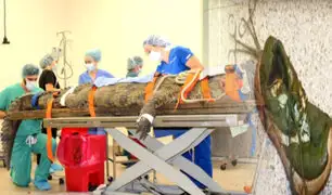 EEUU: extraen zapato del estómago de un cocodrilo de 154 kilos