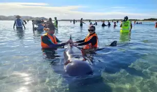 Nueva Zelanda: rescatan a 28 ballenas que quedaron atrapadas por segunda vez en una isla