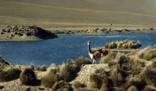 ¡Atentado ecológico! cazadores furtivos matan más de 50 vicuñas en las zonas altas de Arequipa