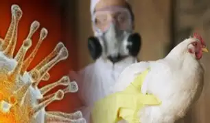 Rusia alerta a la OMS al detectar el primer caso de transmisión a humanos de gripe aviar