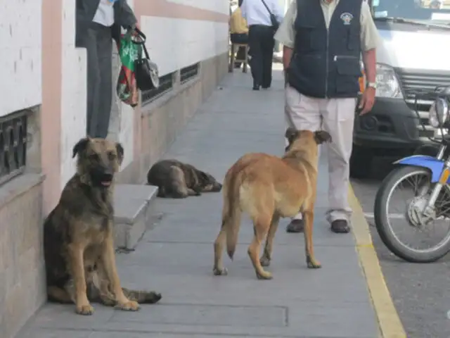 Rabia canina alerta a Colegio Médico Veterinario Departamental de Lima