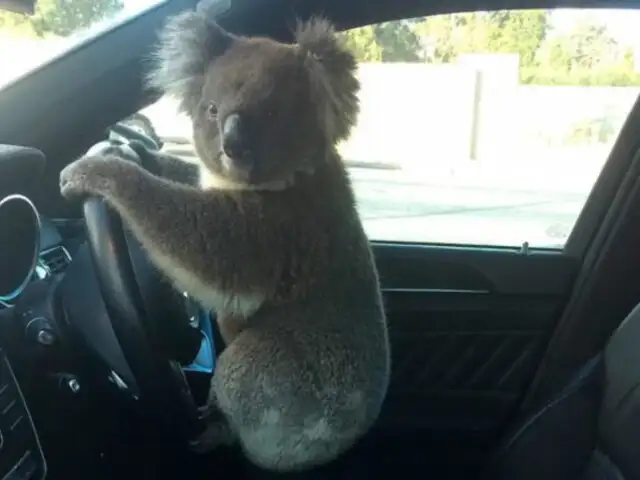 Australia: Koala posa al volante tras causar un choque múltiple