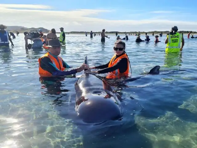 Nueva Zelanda: rescatan a 28 ballenas que quedaron atrapadas por segunda vez en una isla