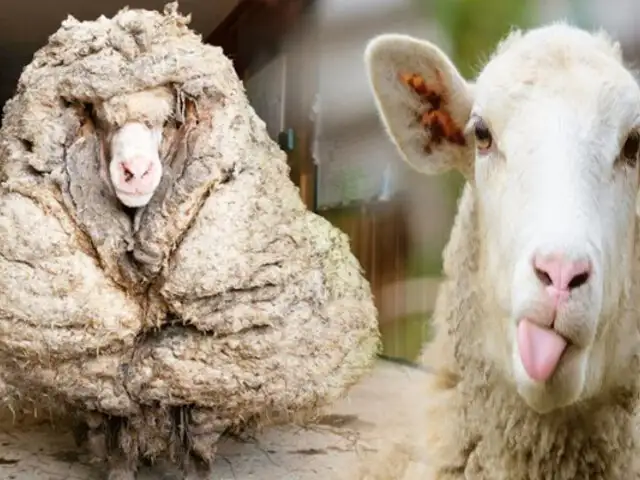 Encuentran una oveja con 35 kilos de lana en bosque de Australia