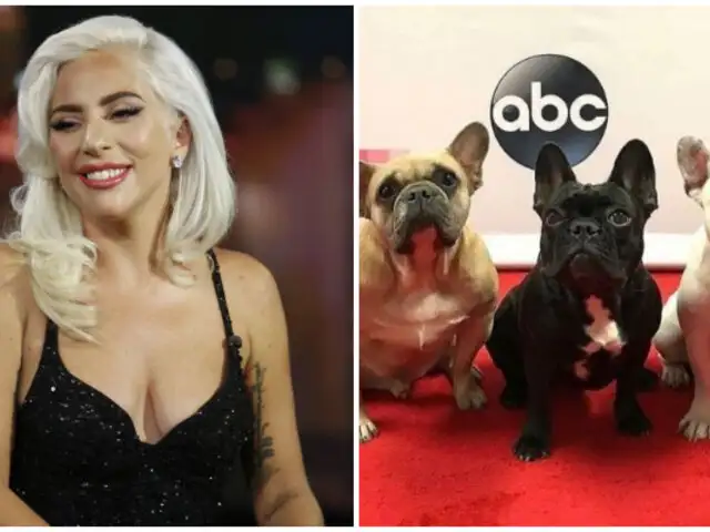 Lady Gaga recupera sus perros ‘Koji’ y ‘Gustav’ y dará millonaria recompensa a mujer