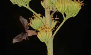 Avistamiento de murciélagos en Miraflores causa curiosidad entre vecinos