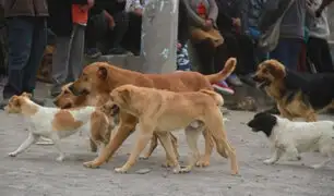Arequipa: reportan 18 casos de rabia canina en lo que va del año 2021