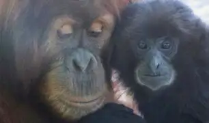 EEUU: cuatro simios de un zoológico fueron vacunados contra el Covid-19