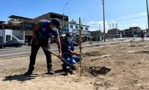 Municipalidad de Lima plantará 700 árboles en Villa El Salvador