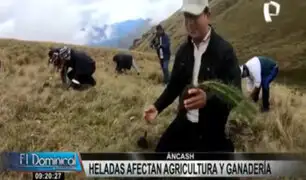 Huari: Siembran 12 mil plantas nativas ante bajas temperaturas