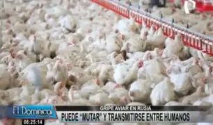 Rusia: gripe aviar detectada en granjas puede mutar y transmitirse a humanos