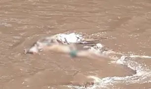 Hallan cadáver de hombre que fue arrastrado hace dos días por río en Ferreñafe
