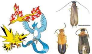 Científicos descubren tres escarabajos y los nombran como Pokémon legendarios