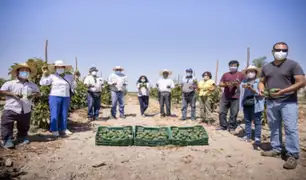 Arequipa: asociación de agricultores quintuplicaron su producción de palta hass