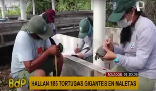 Ecuador: hallan 185 crías de tortugas gigantes en una maleta