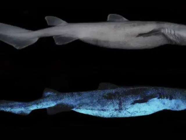 ¡Increíble!: Encuentran al tiburón luminoso más grande del mundo en Nueva Zelanda