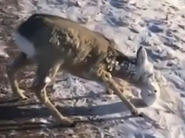 Hermanos salvan de morir a ciervo con el rostro cubierto de hielo