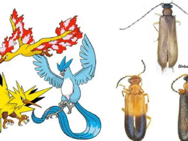 Científicos descubren tres escarabajos y los nombran como Pokémon legendarios