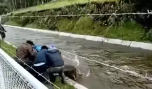 Ayacucho: arriesgan sus vidas para rescatar a toro que cayó en canal