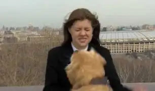Curioso perro arrebata micrófono a periodista en plena transmisión en vivo