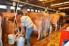 Lanzarán fondo de reactivación de hasta S/ 80 millones para ganaderos lecheros
