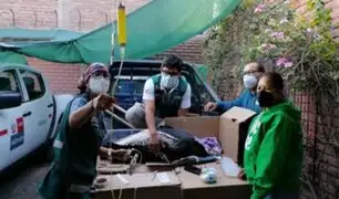 Arequipa: personal de Serfor rescató a cóndor andino que estaba enfermo
