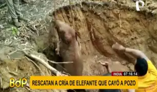 Rescatan a cría de elefante que cayó a pozo cuando caminaba con su manada