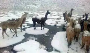Más de 180 crías de alpaca mueren por fuertes nevadas en Cusco