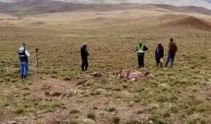 Arequipa está en alerta tras caza furtiva de ocho vicuñas en Cusco