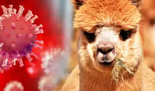 Chile: Estudio revela que anticuerpo de alpaca combate variantes brasileña, británica y sudafricana