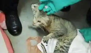 "Narcogato": sorprenden a felino intentando pasar droga a prisión de máxima seguridad