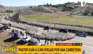 ¡Paren todo! Pastor guía a 2 mil 500 ovejas por una carretera en EEUU