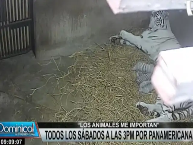 “Los animales me importan”: Pancho Cavero presentó el nacimiento de tres tigres de bengala