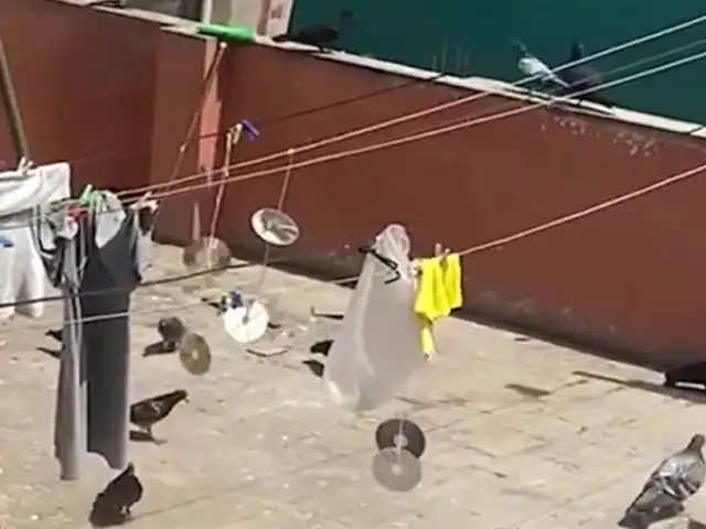 Cercado de Lima: adulto mayor alimenta a decenas de palomas y perjudica a vecinos