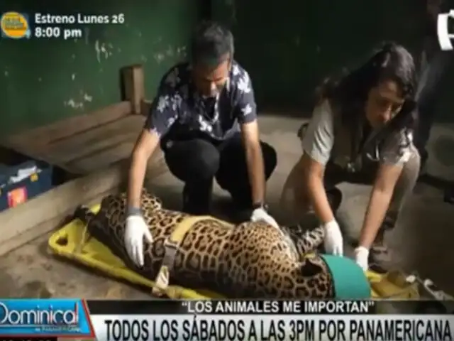 “Los animales me importan”: Conozca al jaguar amarillo del Parque de las Leyendas