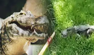 Policía enfrenta a un caimán con una escoba